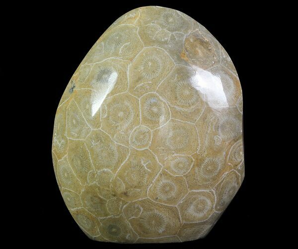 Free-Standing Polished Fossil Coral (Actinocyathus) Display #69349